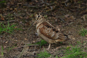 Waldshnep - nocny ptak